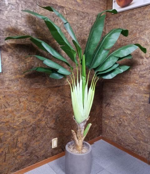 <br />
<b>Warning</b>: Use of undefined constant alt - assumed 'alt' (this will throw an Error in a future version of PHP) in <b>/home/users/2/feel1/web/gegr.jp/wp/wp-content/themes/falso/front-page.php</b> on line <b>182</b><br />
002