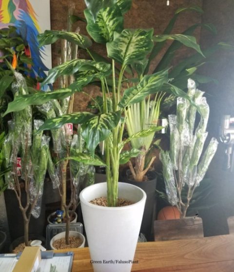 <br />
<b>Warning</b>: Use of undefined constant alt - assumed 'alt' (this will throw an Error in a future version of PHP) in <b>/home/users/2/feel1/web/gegr.jp/wp/wp-content/themes/falso/front-page.php</b> on line <b>182</b><br />
001